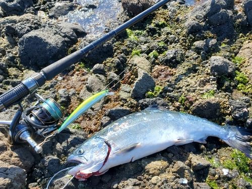 サクラマスの釣果