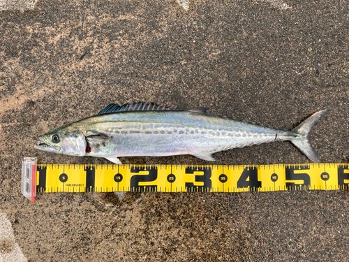 サゴシの釣果
