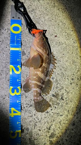 アコウの釣果