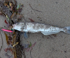 ホッケの釣果