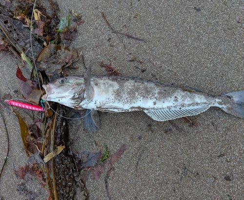ホッケの釣果