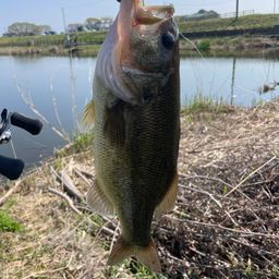 ラージマウスバス