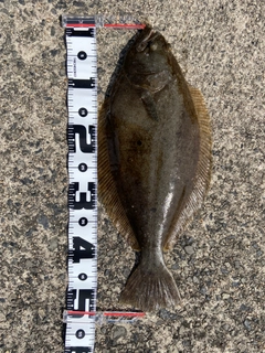ヒラメの釣果