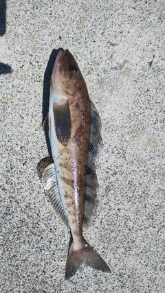 ホッケの釣果