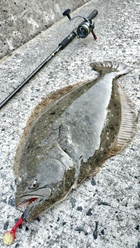 ヒラメの釣果