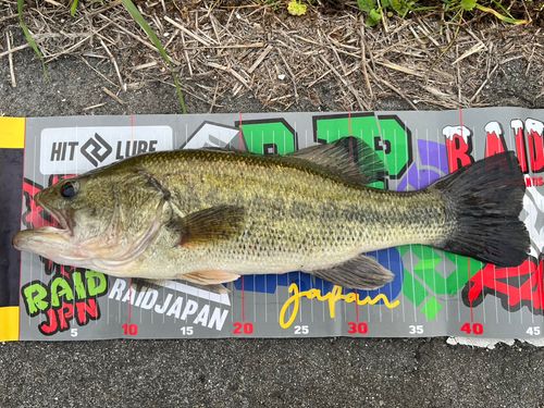ブラックバスの釣果