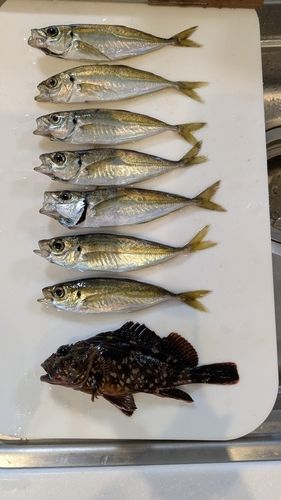 アジの釣果