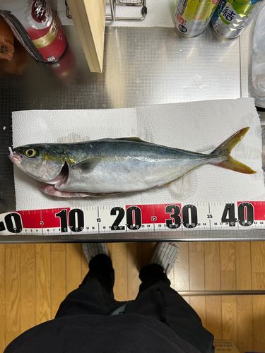 ハマチ