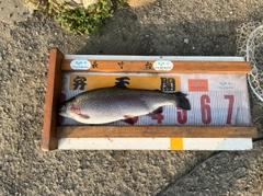 ヤシオマスの釣果