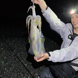 アオリイカ