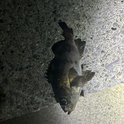 メバル