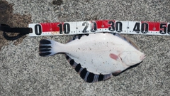 カワガレイの釣果