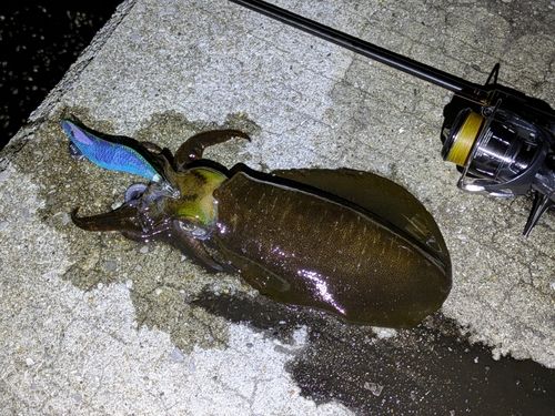 アオリイカの釣果