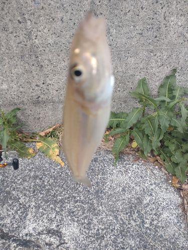 キスの釣果