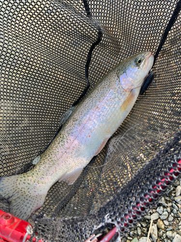 ニジマスの釣果