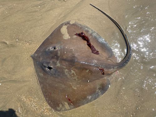 アカエイの釣果