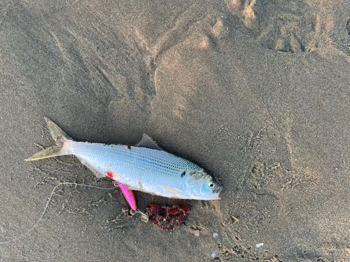 コノシロの釣果