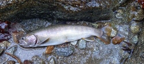 イワナの釣果