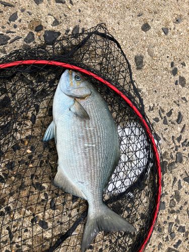 イスズミの釣果