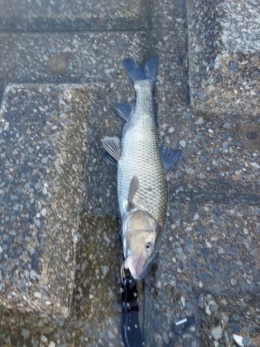 ニゴイの釣果