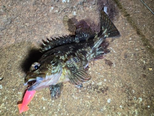 ガシラの釣果