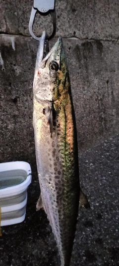 サゴシの釣果
