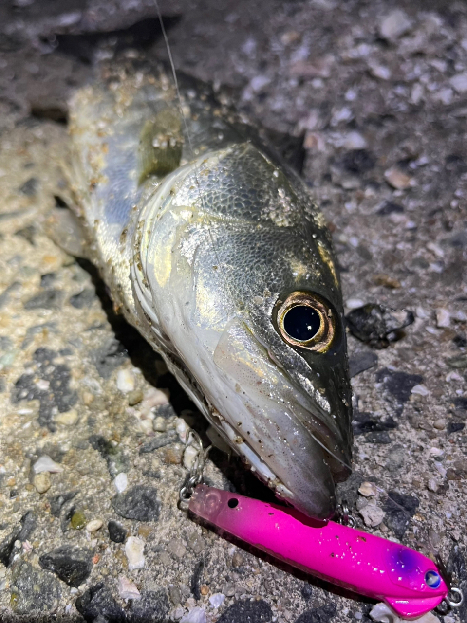 SHIMANO 19ストラディック C2000SHGの最安値・インプレ・釣果 SHIMANO 19ストラディック C2000SHGの最安値・インプレ・釣果