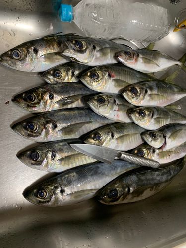 アジの釣果