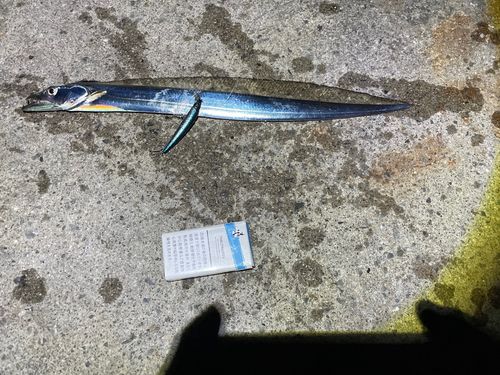 テンジクタチの釣果