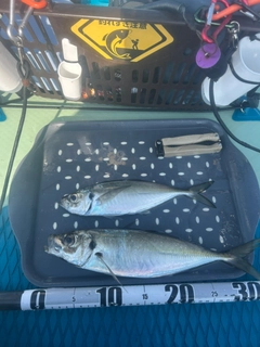 マアジの釣果