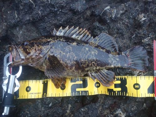 タケノコメバルの釣果