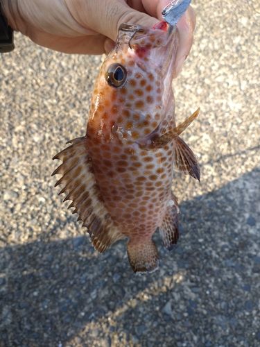 オオモンハタの釣果