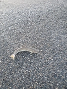 アメマスの釣果