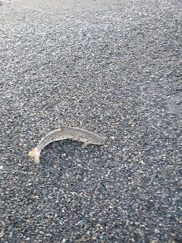 アメマスの釣果