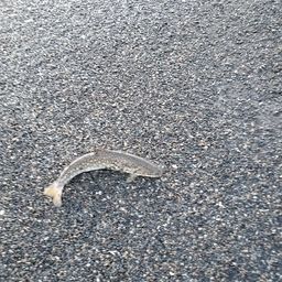 アメマス