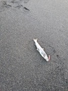 アメマスの釣果