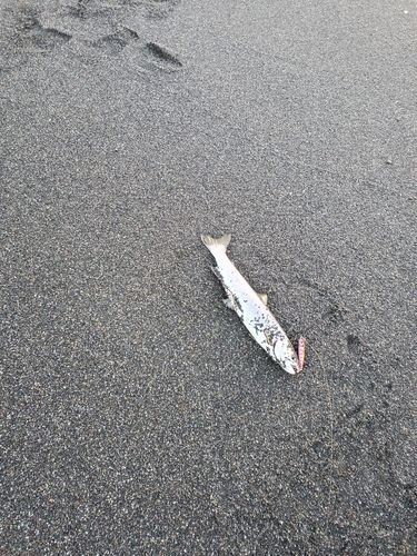 アメマスの釣果