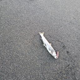 アメマス