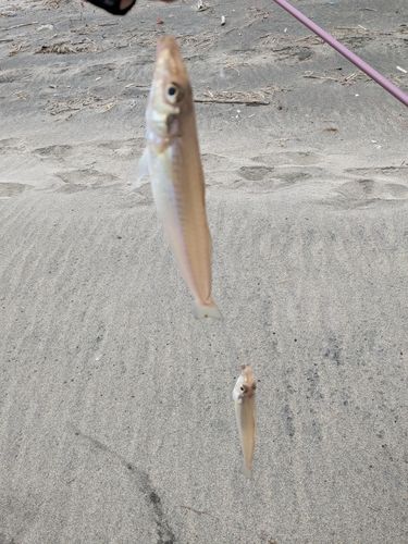 キスの釣果