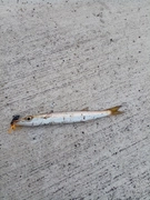 カマスの釣果
