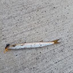 カマス