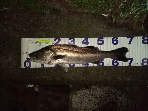 シーバスの釣果