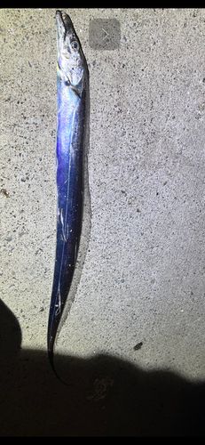 タチウオの釣果