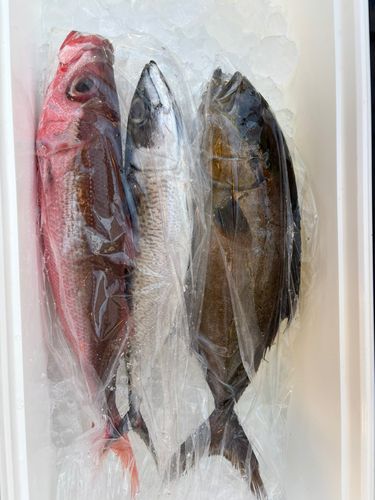ヒレナガカンパチの釣果