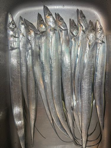 タチウオの釣果