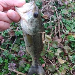 ラージマウスバス