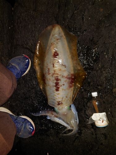 アオリイカの釣果