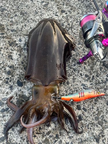 アオリイカの釣果