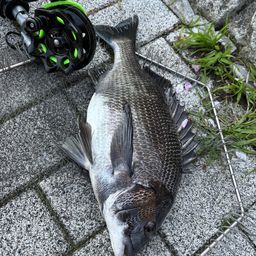 クロダイ