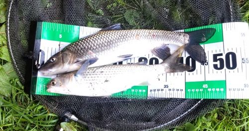 ニゴイの釣果
